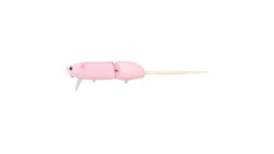 Evergreen Combat Rat