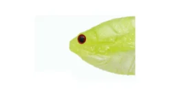 ISSEI Gill Flat