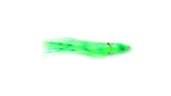 P-Line Sunrise Squid