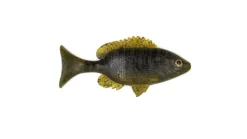 Sudden Impact Baits Sudden Impact Sunfish / Perch