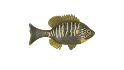 Sudden Impact Baits Sudden Impact Suzygill Bluegill Lil Gill